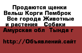 Продаются щенки Вельш Корги Пемброк  - Все города Животные и растения » Собаки   . Амурская обл.,Тында г.